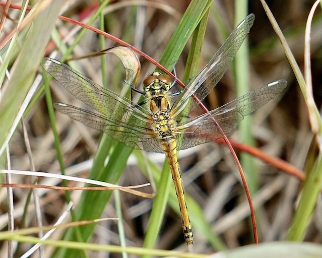 black darter